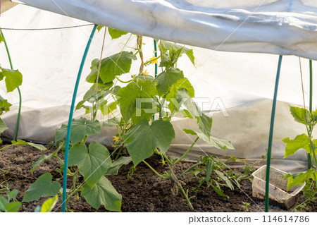 Seedling of cucumber under the covering material. Non-woven covering material for garden beds, greenhouses - spunbond Seedling of cucumber under the covering material. Non-woven covering material for garden beds, greenhouses - spunbond 114614786