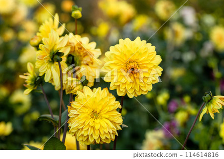 Dahlia yellow and orange flowers in garden 114614816