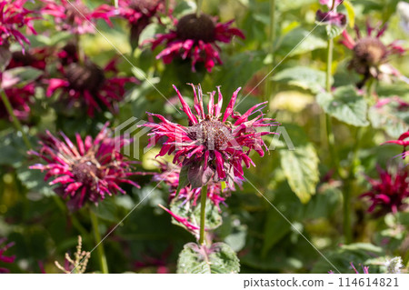 A vibrant grouping of bergamot bee balm flowers in a wisconsin summertime garden 114614821