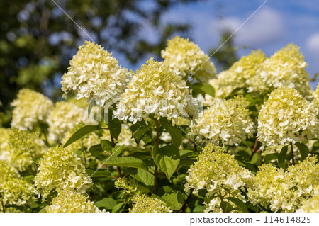 Hydrangea paniculata sort Limelight: hydrangea paniculata blooms on the Bush in the garden in summer 114614825