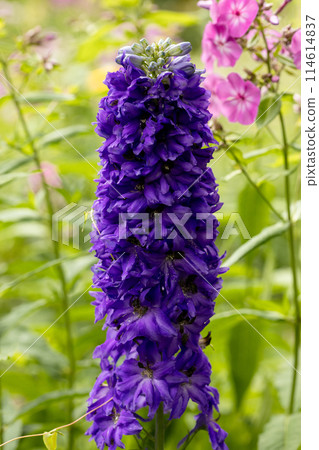 Double dark blue delphinium flower as a beautiful natural background Double dark blue delphinium flower as a beautiful natural background 114614837