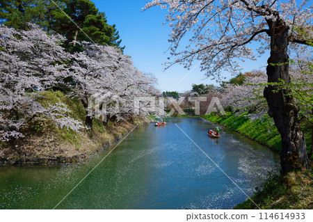 A view of cherry blossoms in full bloom and the moat, sightseeing boat, Hirosaki Castle 114614933