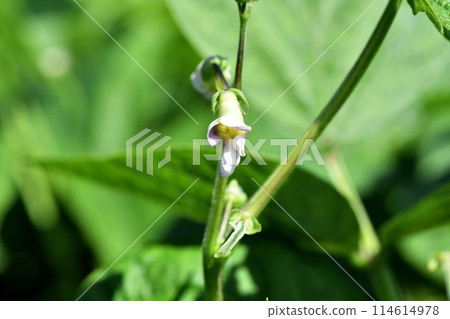 Kidney bean flowers Kidney bean flowers 114614978