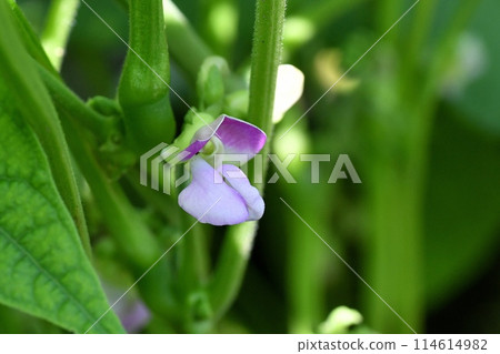 Kidney bean flowers 114614982