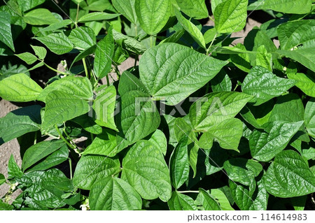 Kidney bean leaves 114614983
