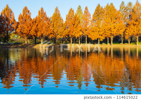川越的秋天,小江戶 - 川越水上樂園,紅葉紛飛 川越的秋天,小江戶 - 川越水上樂園,紅葉紛飛 114615022