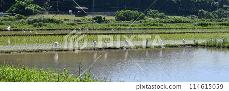 A view of a cattle egret 114615059