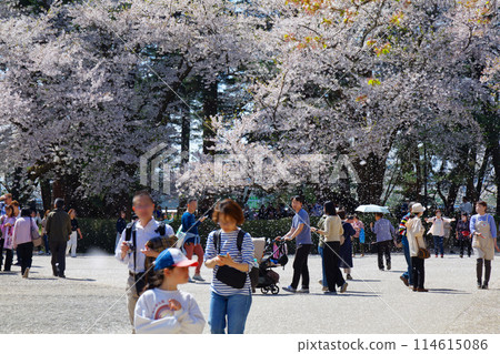 弘前城櫻花盛開、雪花飄飛 弘前城櫻花盛開、雪花飄飛 114615086