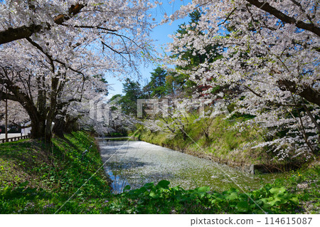Hirosaki Castle: A view of cherry blossoms in full bloom and the moat 114615087