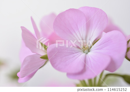 Geranium Geranium 114615252