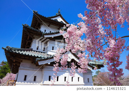 Weeping cherry blossoms in full bloom and Hirosaki Castle 114615321