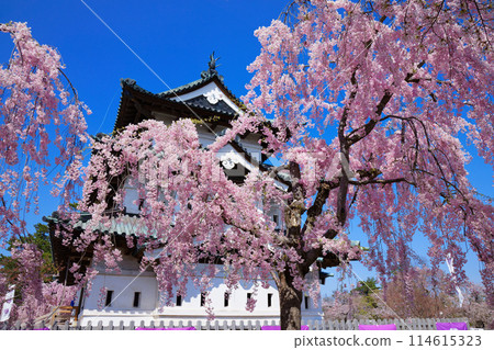 Weeping cherry blossoms in full bloom and Hirosaki Castle 114615323