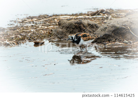 May in Hokkaido, spring for the Kentish plover. May in Hokkaido, spring for the Kentish plover. 114615425