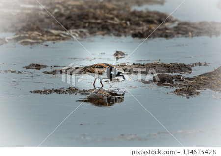 May in Hokkaido, spring for the Kentish plover. May in Hokkaido, spring for the Kentish plover. 114615428