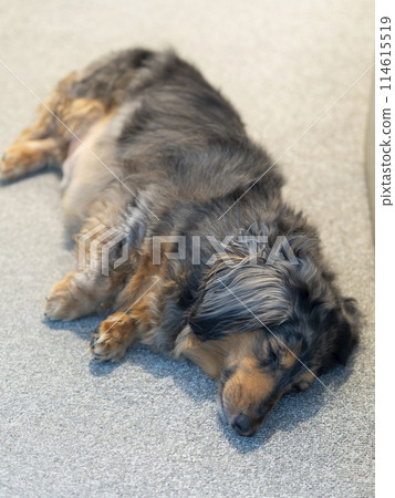Dachshund sleeping on the carpet Dachshund sleeping on the carpet 114615519
