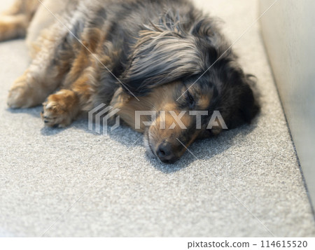 Dachshund sleeping on the carpet Dachshund sleeping on the carpet 114615520