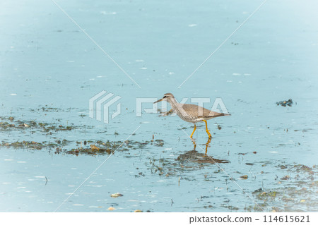 May in Hokkaido, spring for the brown sandpiper. May in Hokkaido, spring for the brown sandpiper. 114615621