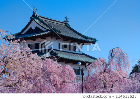 Weeping cherry blossoms in full bloom and Hirosaki Castle 114615625