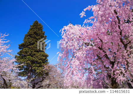 Weeping cherry blossoms in full bloom at Hirosaki Castle Sakura Festival 114615631