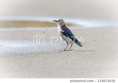 A rare early morning scene of a red-cheeked starling in Hokkaido in May. 114615656