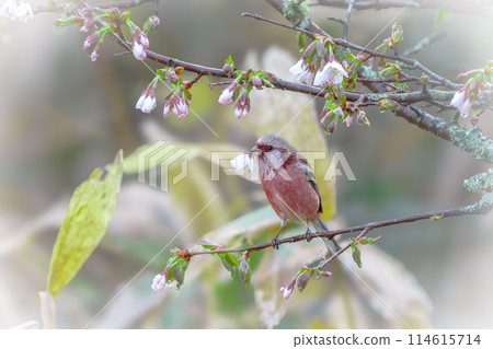 May in Hokkaido: scarlet finches and Kuril cherry blossoms. May in Hokkaido: scarlet finches and Kuril cherry blossoms. 114615714