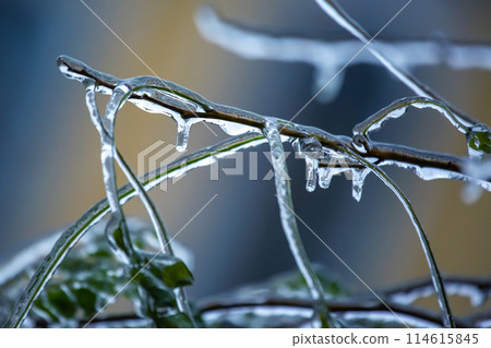 Icicles on icy tree branches. temperature swing season and winter weather in autumn Icicles on icy tree branches. temperature swing season and winter weather in autumn 114615845
