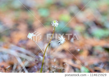 Coserbaoullen花 Coserbaoullen花 114615929