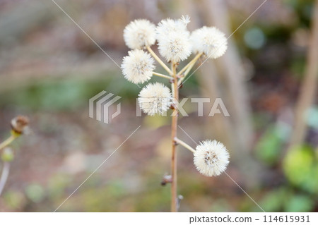 Leopard plant flowers in winter 114615931