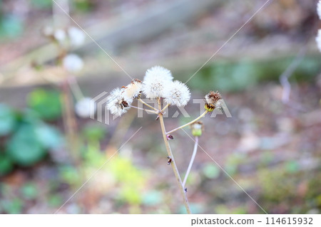 豹子在冬天種花 114615932