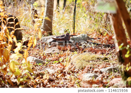Cute Turtle Dove Cute Turtle Dove 114615936