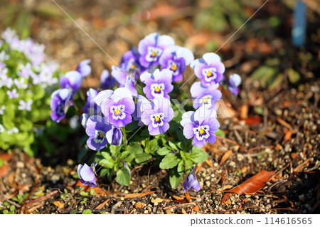 可愛的中提琴花 可愛的中提琴花 114616565