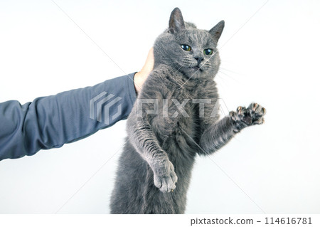 man hand holds a gray cat by the scruff of the neck. Home fluffy pet is guilty 114616781