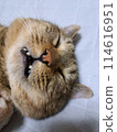 睡覺的貓 114616951