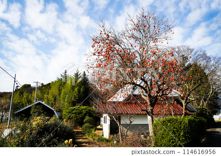 蔚藍的天空與成熟的柿子 114616956