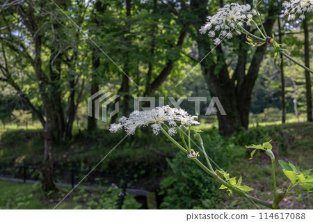 Shishido flowers Shishido flowers 114617088