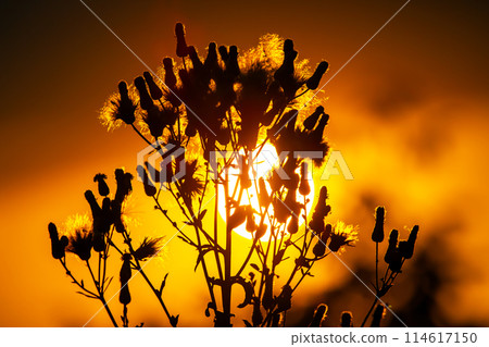 silhouettes of flowers and plants against the background of the setting sun 114617150