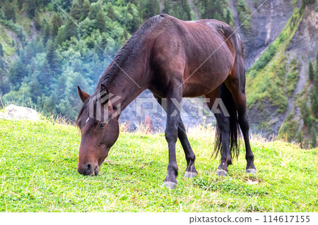 the horse rests on the grass after lunch 114617155