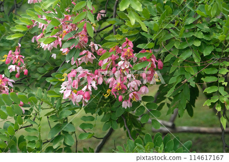 Java Cassia flower ,Pink Shower Java Cassia flower ,Pink Shower 114617167