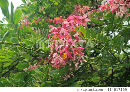 Java Cassia flower ,Pink Shower Java Cassia flower ,Pink Shower 114617169