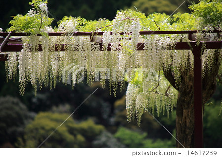 White wisteria flowers, Kirishima City Wake Shrine 114617239