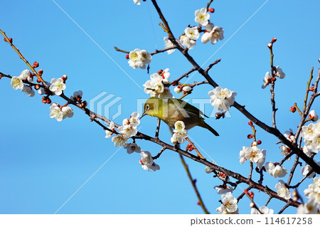 日本梅 日本梅 114617258