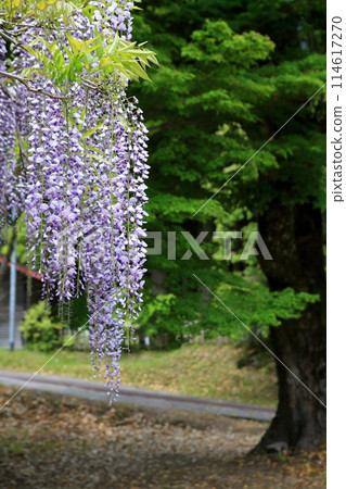 Wisteria Flower Wake Shrine, Kirishima City 114617270