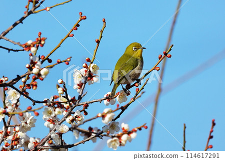 Japanese plum Japanese plum 114617291