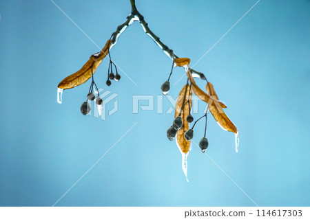 Icicles on icy tree branches. temperature swing season and winter weather in autumn 114617303