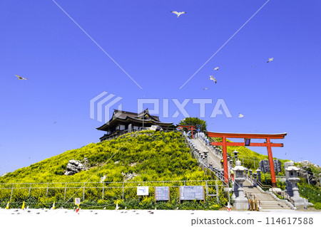 蕪島神社與黑尾鷗（左） 114617588