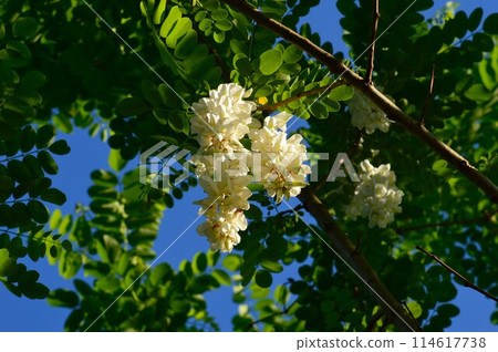 White Robinia pseudoacacia (Robinia pseudoacacia) 114617738