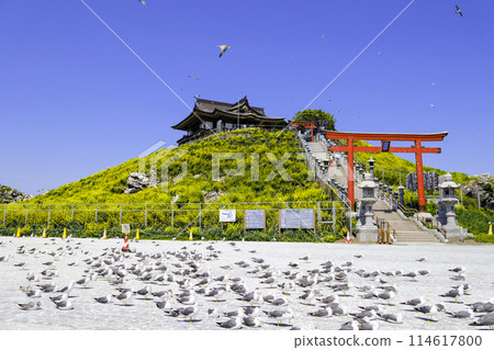 Kabushima Shrine approach and black-tailed gulls (front) 3 Kabushima Shrine approach and black-tailed gulls (front) 3 114617800