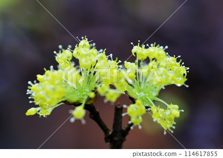 山茱萸 山茱萸 114617855