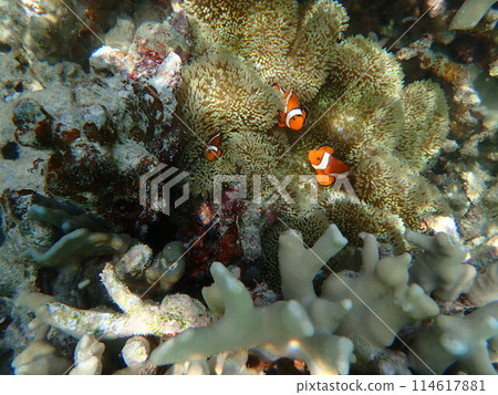 Clownfish and sea anemone nest 114617881