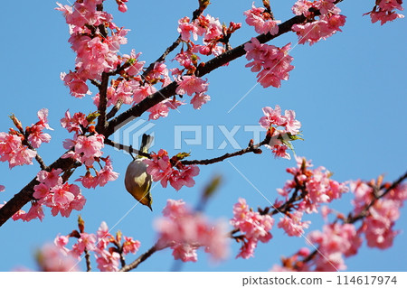 河津櫻花和mezzo 114617974